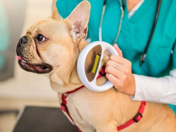 microchipping