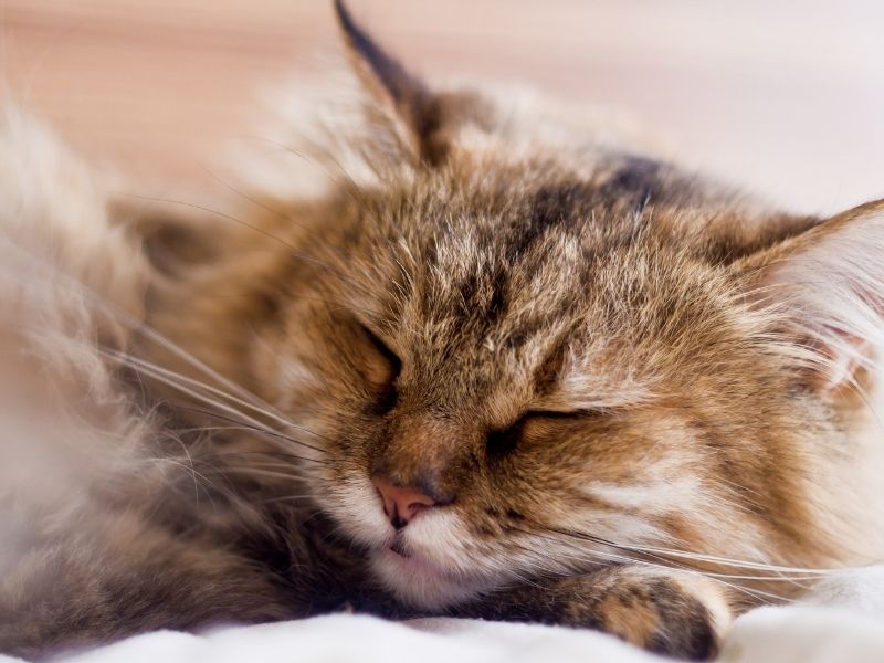 sleeping-older-cat