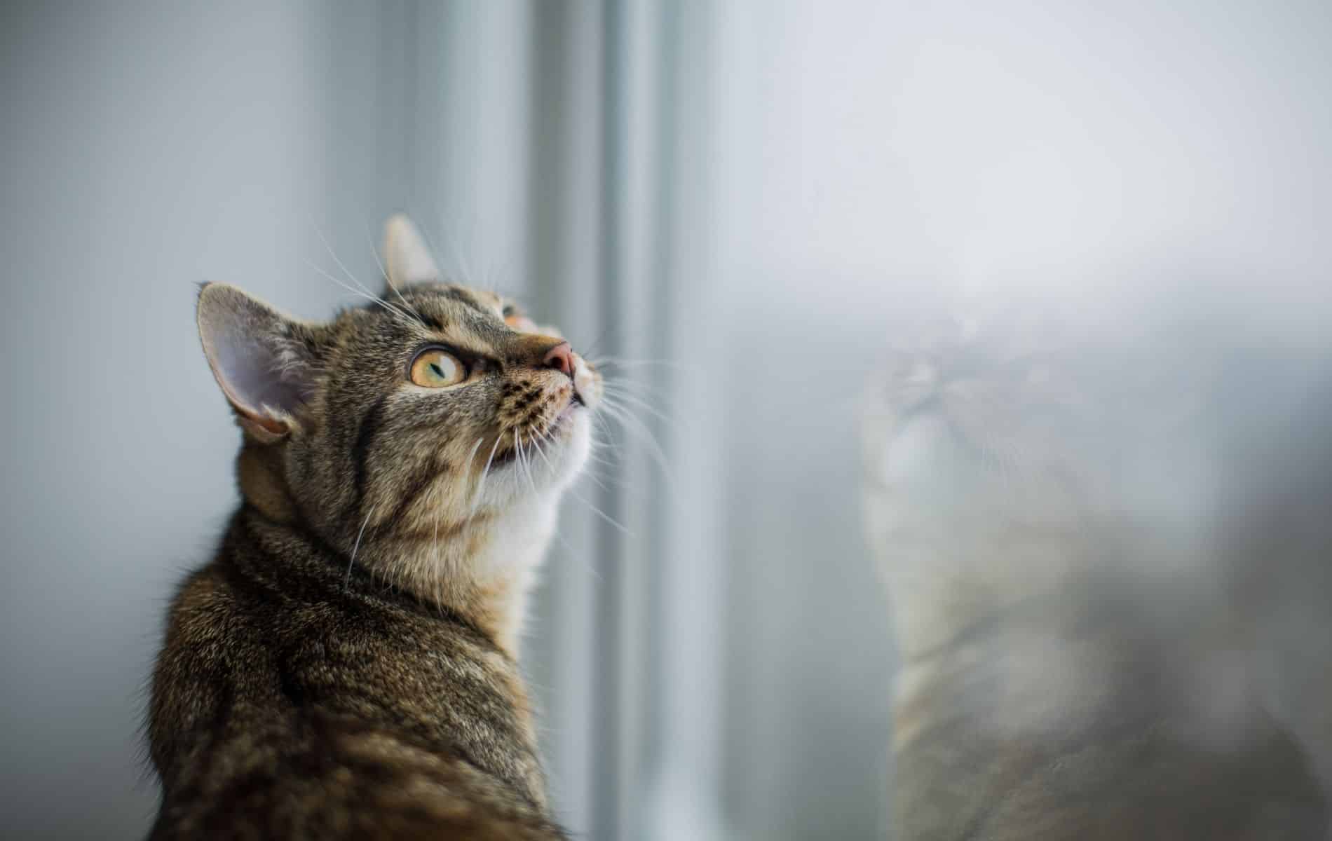 InHome Pet Hospice Care In Richmond, VA House Call Vet