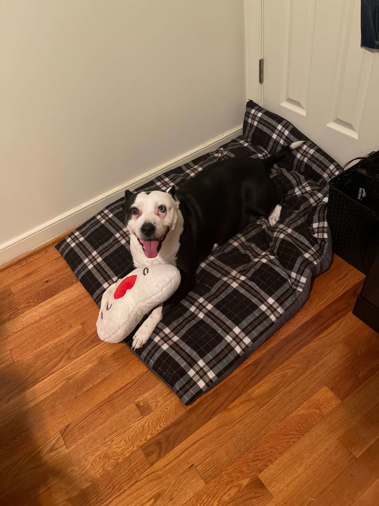 House Call Vet RVA Gallery Mobile Vet In Richmond, VA